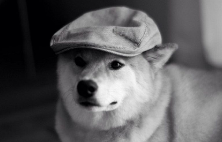 Anjing Shiba Jepang Yang Exist di Instagram