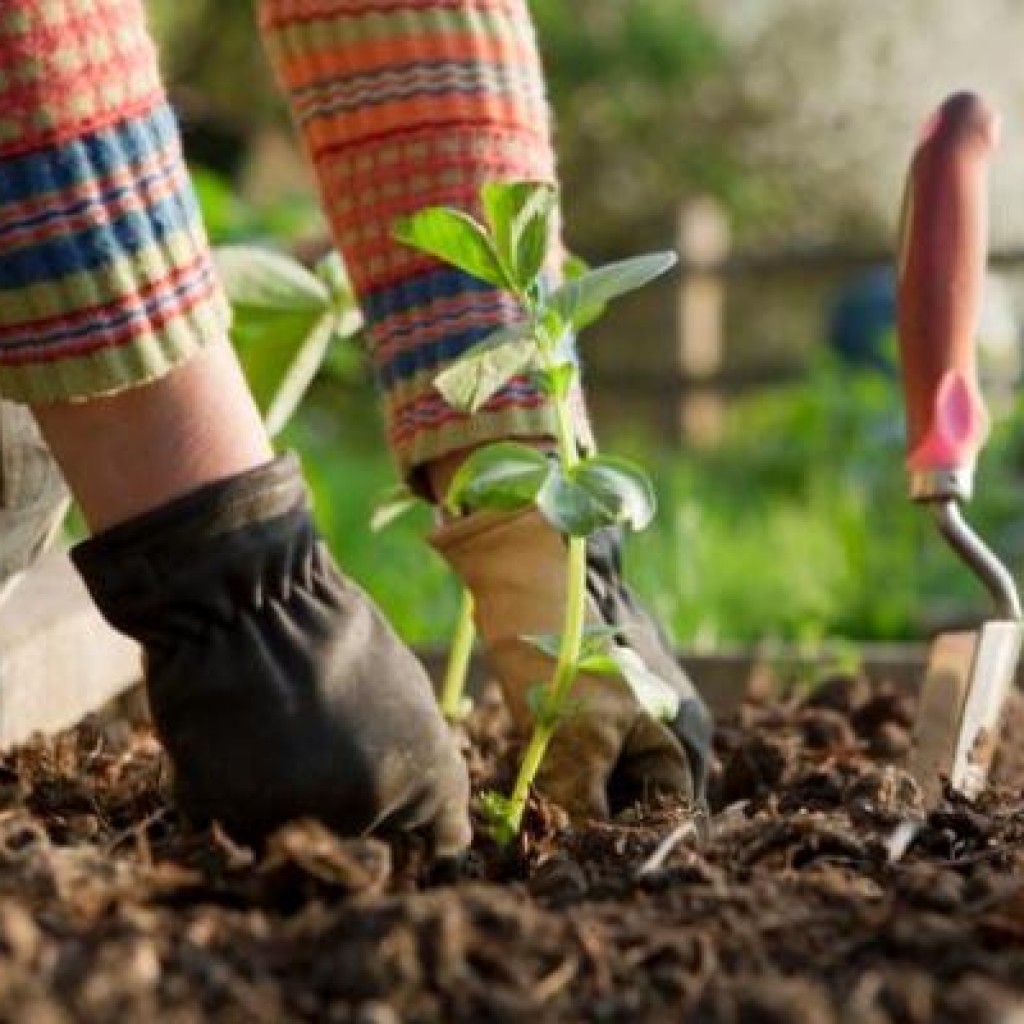 Berkebun