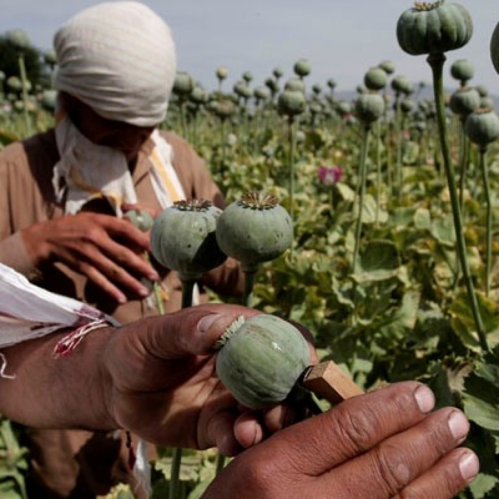 afganistan opium harvest
