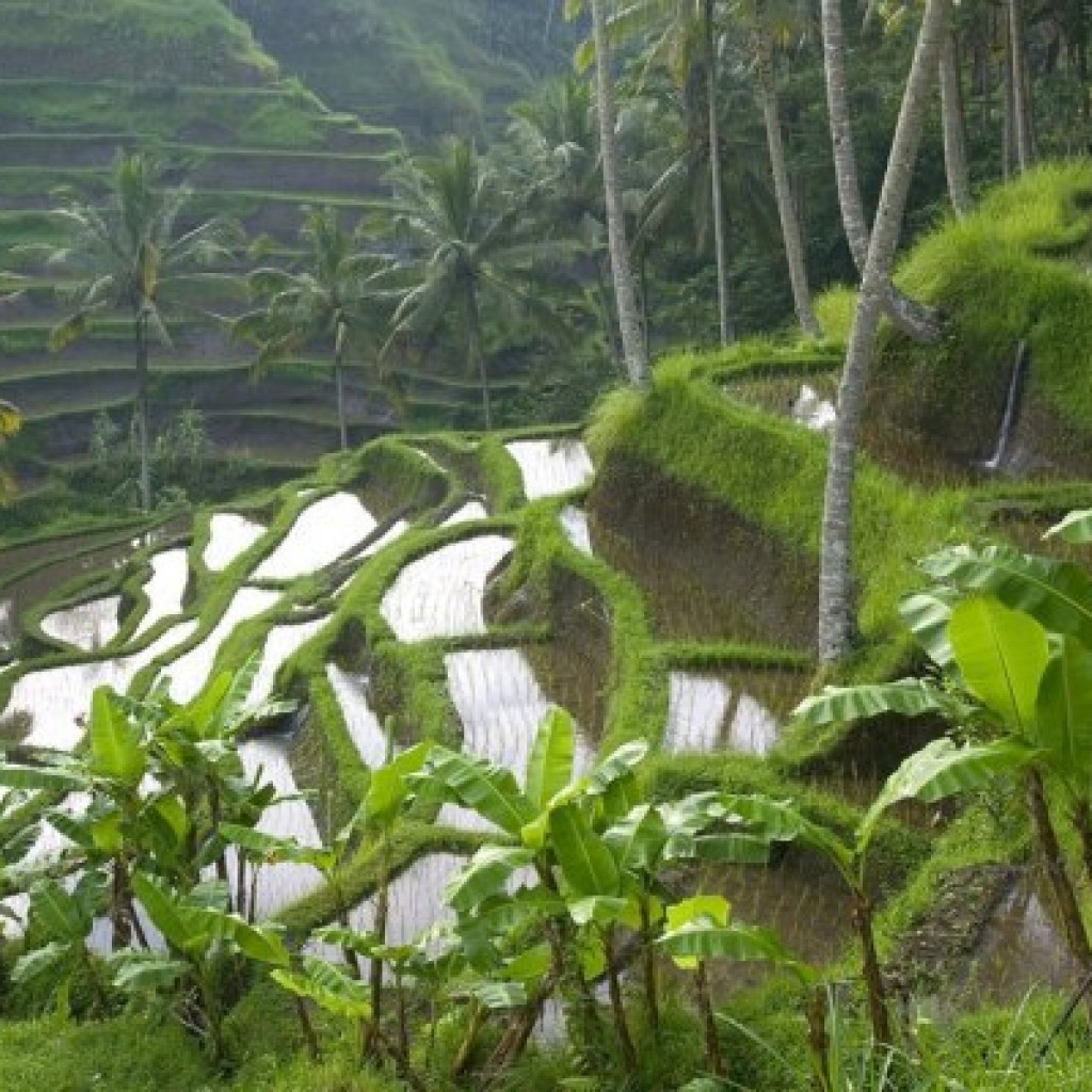 ubud