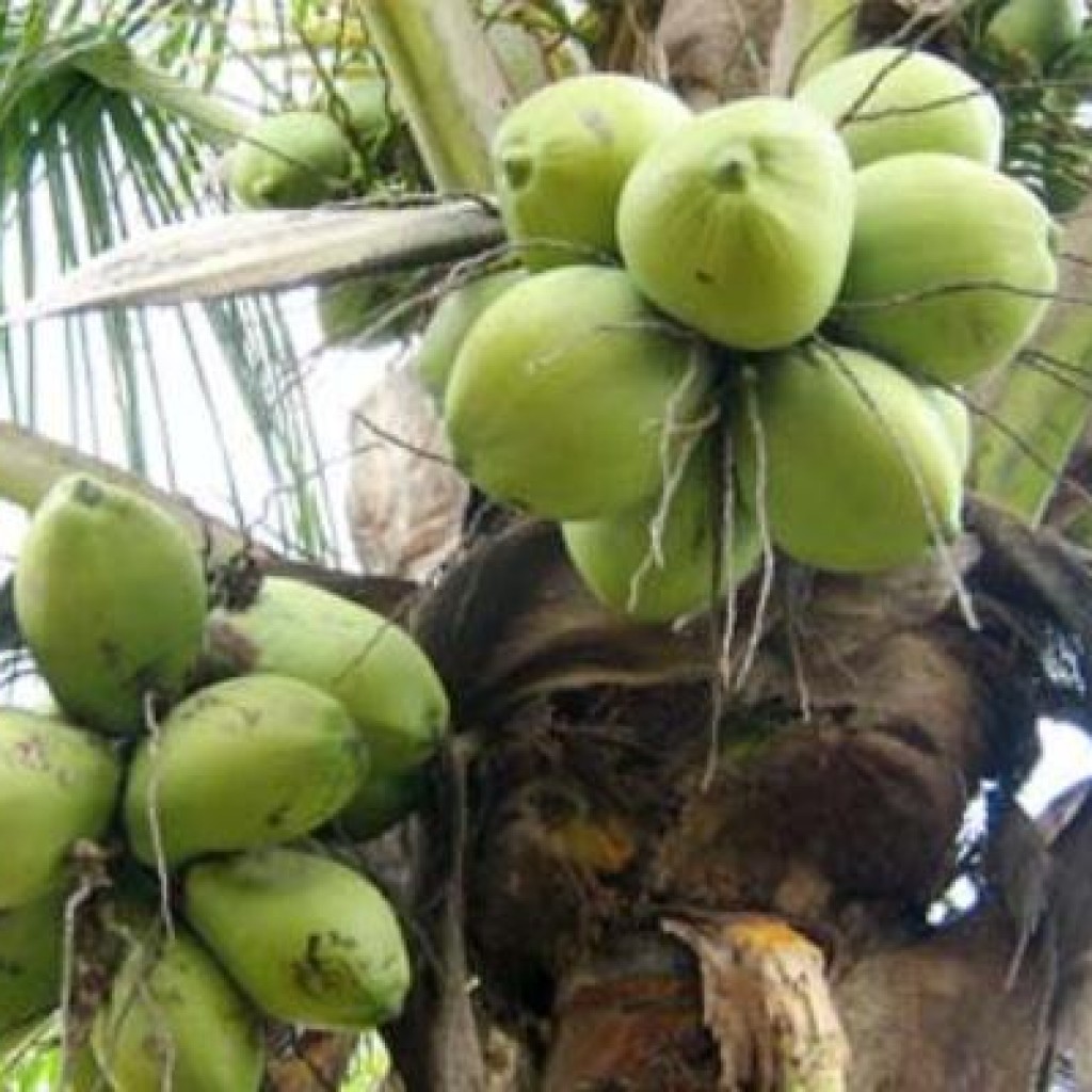 kelapa