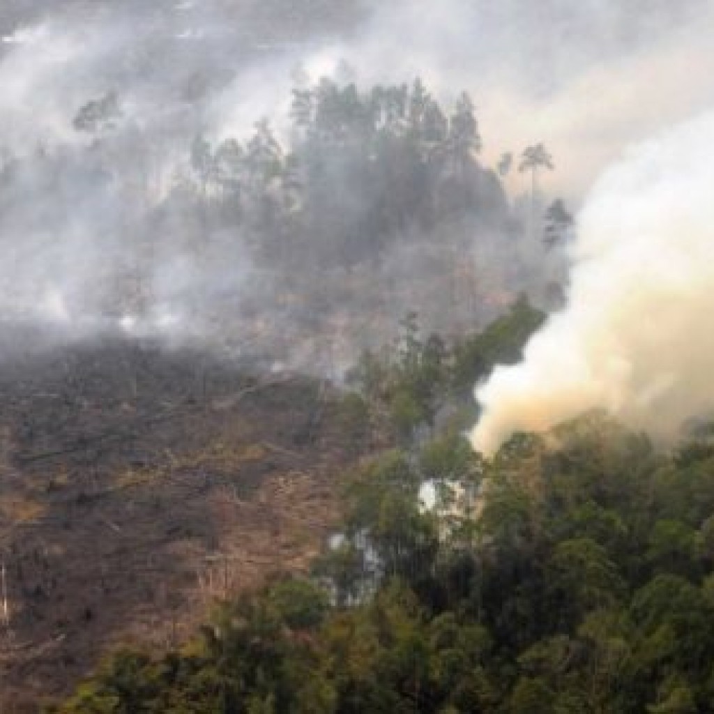 kebakaran hutan riau