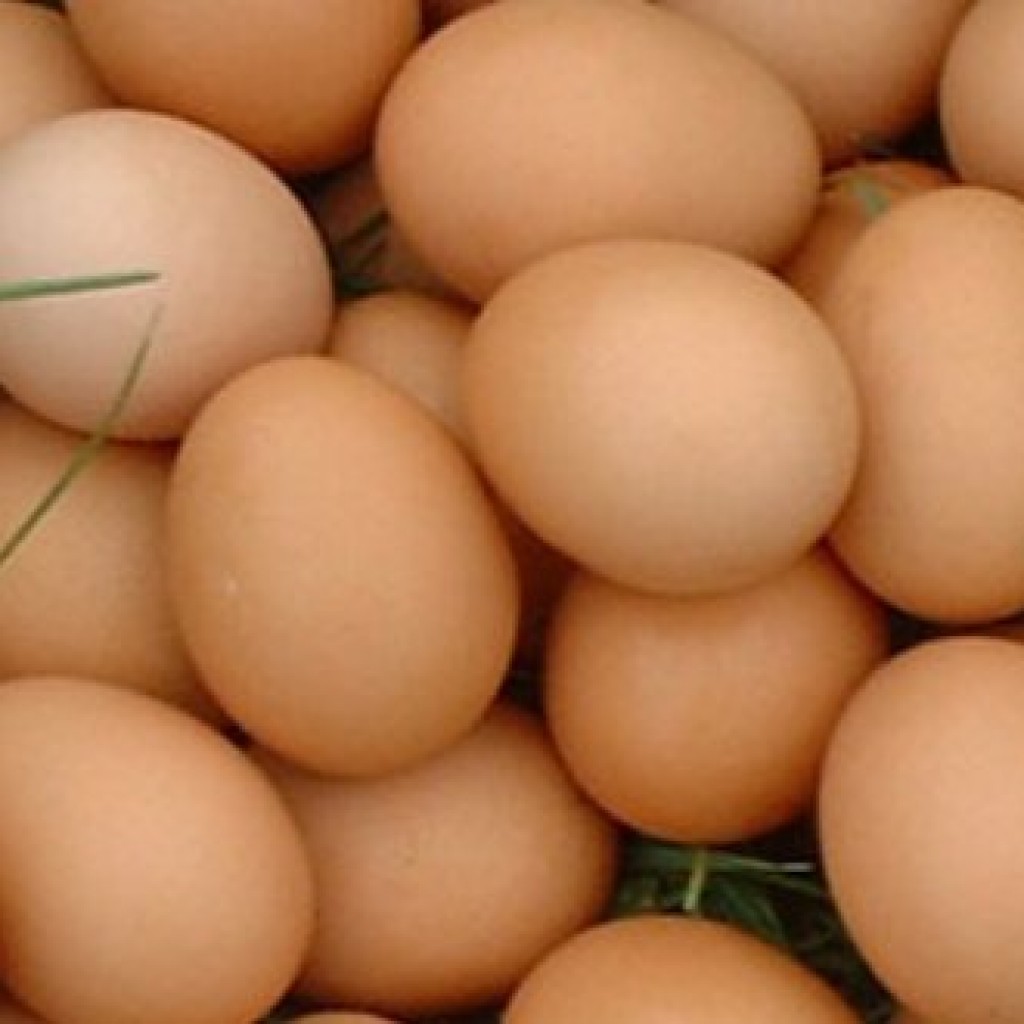 Tips Memilih telur
