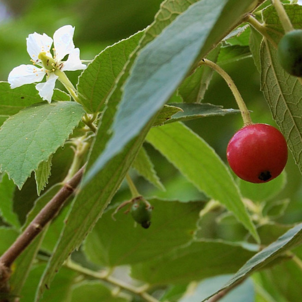 Menyembuhkan Asam Urat dengan Buah Kersen