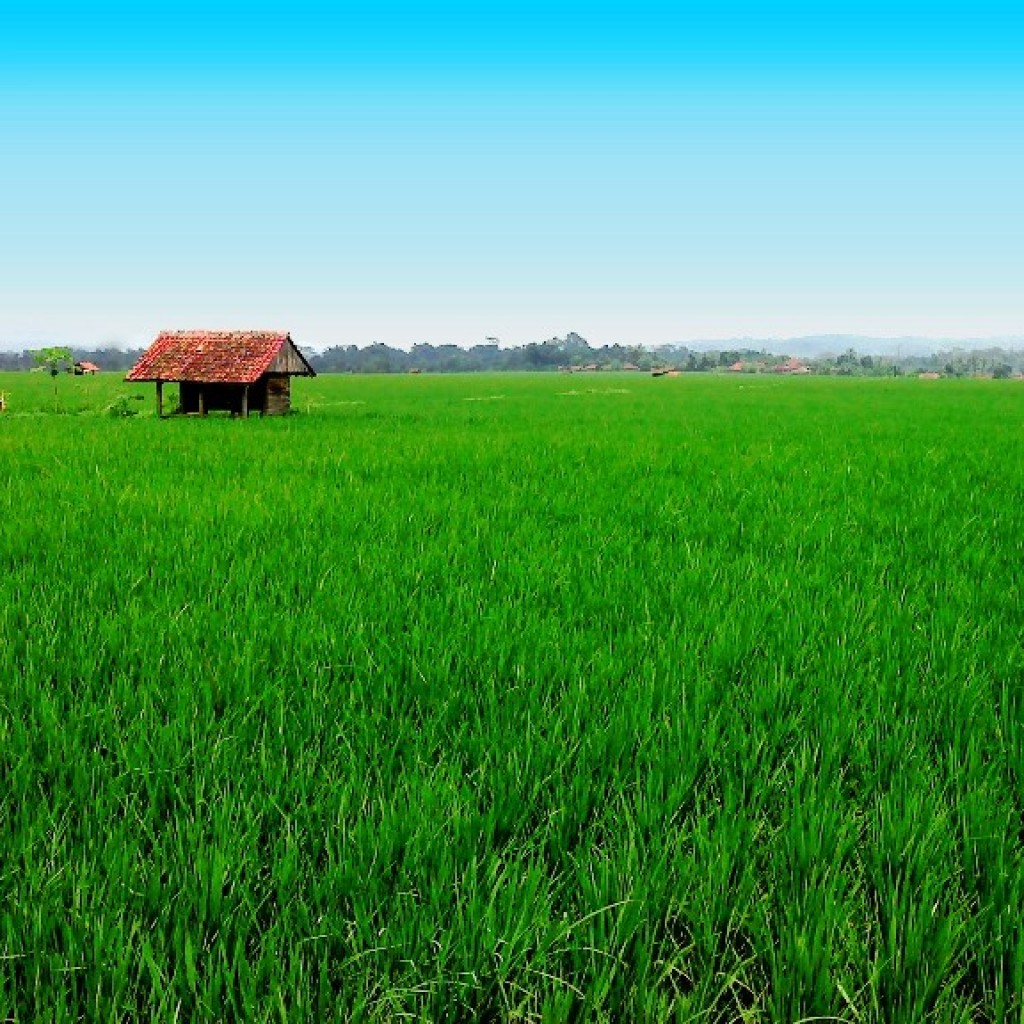 Sebuah Saung Sawah di Cipaku Ciamis Kerap Dijadikan Tempat Esek Esek