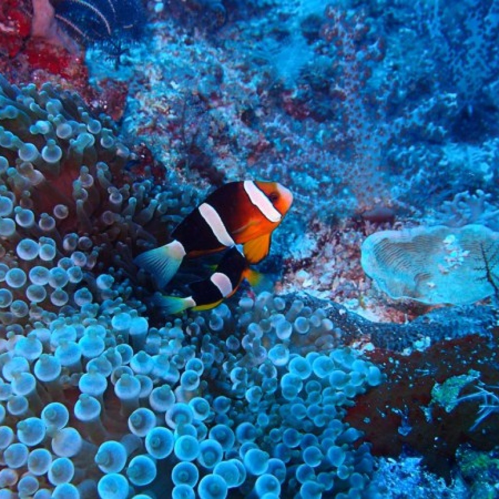 Taman Laut Raja Ampat Papua