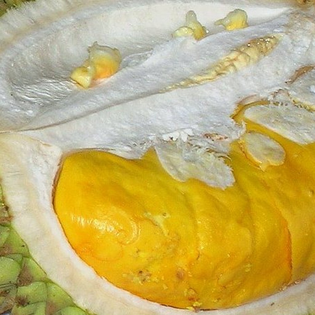 gabar buah durian montong1