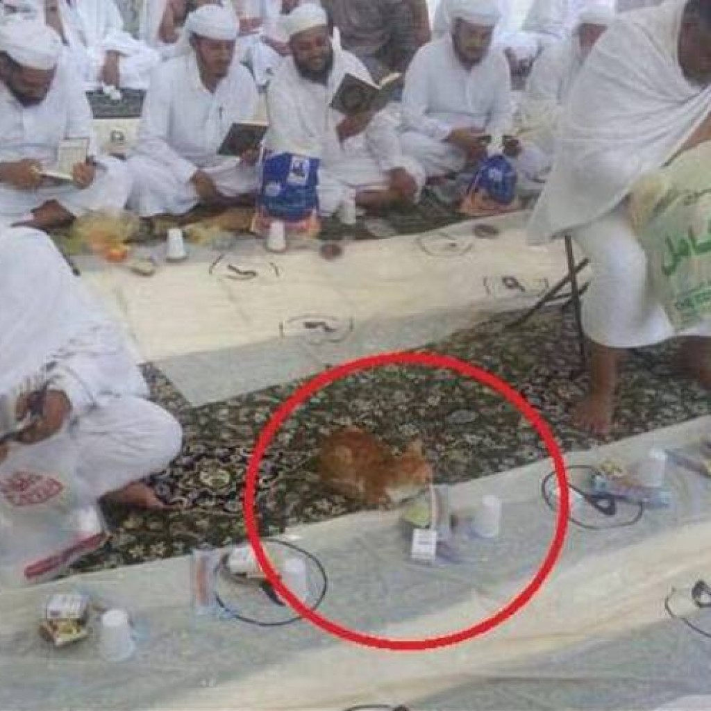 kucing di Masjidil Haram