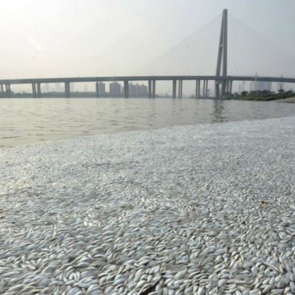 Ikan terdampar di Tianjin