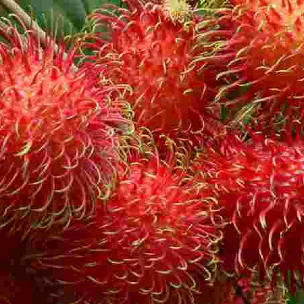 Inilah Manfaat Buah Rambutan Untuk Kesehatan