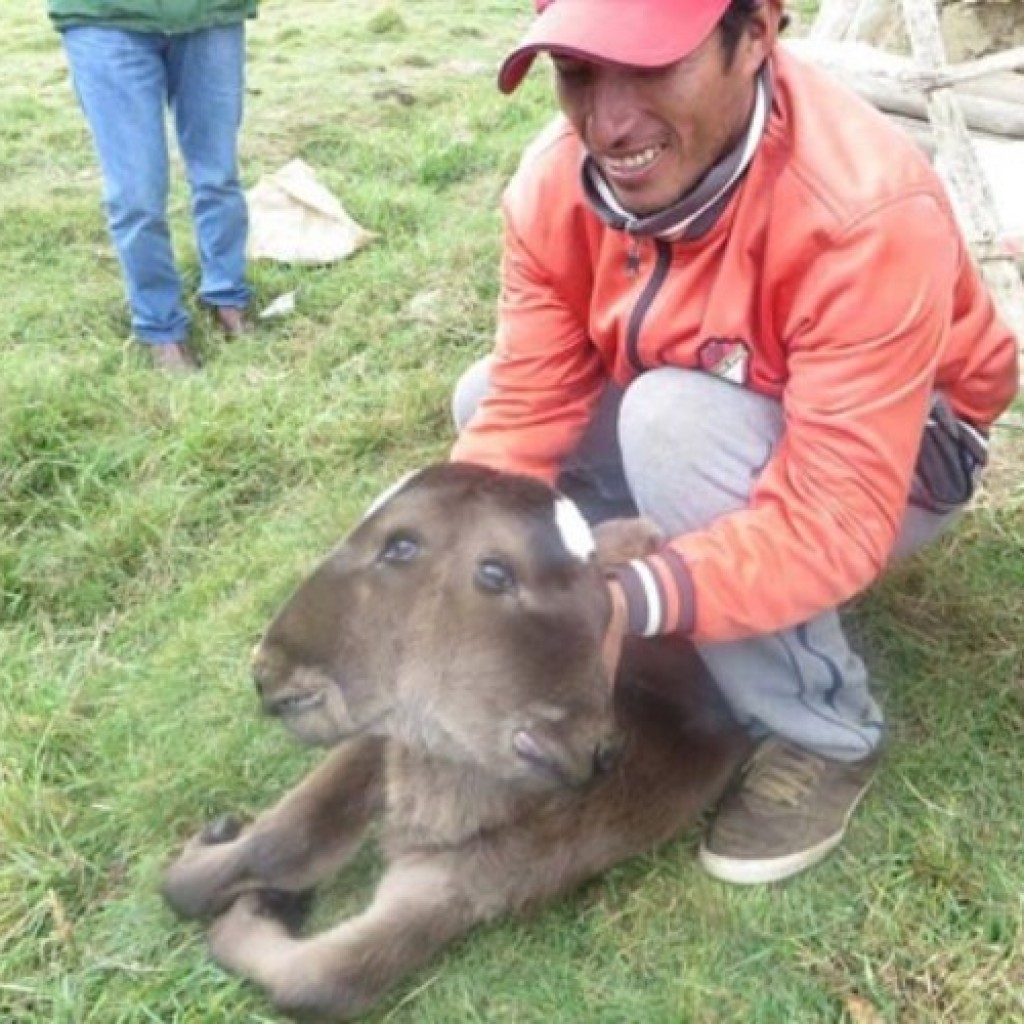 Lembu 2 kepala di Peru