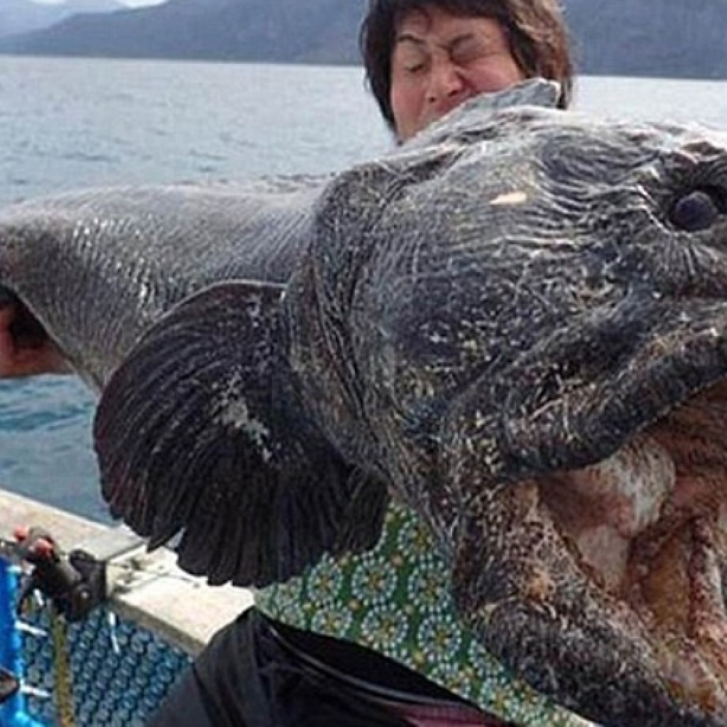 Ikan aneh di Jepang