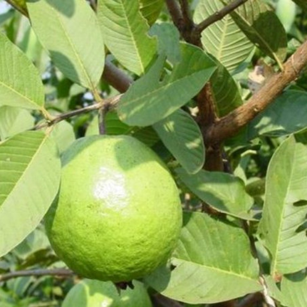 Manjakan Rambut Anda Dengan Daun Jambu Biji