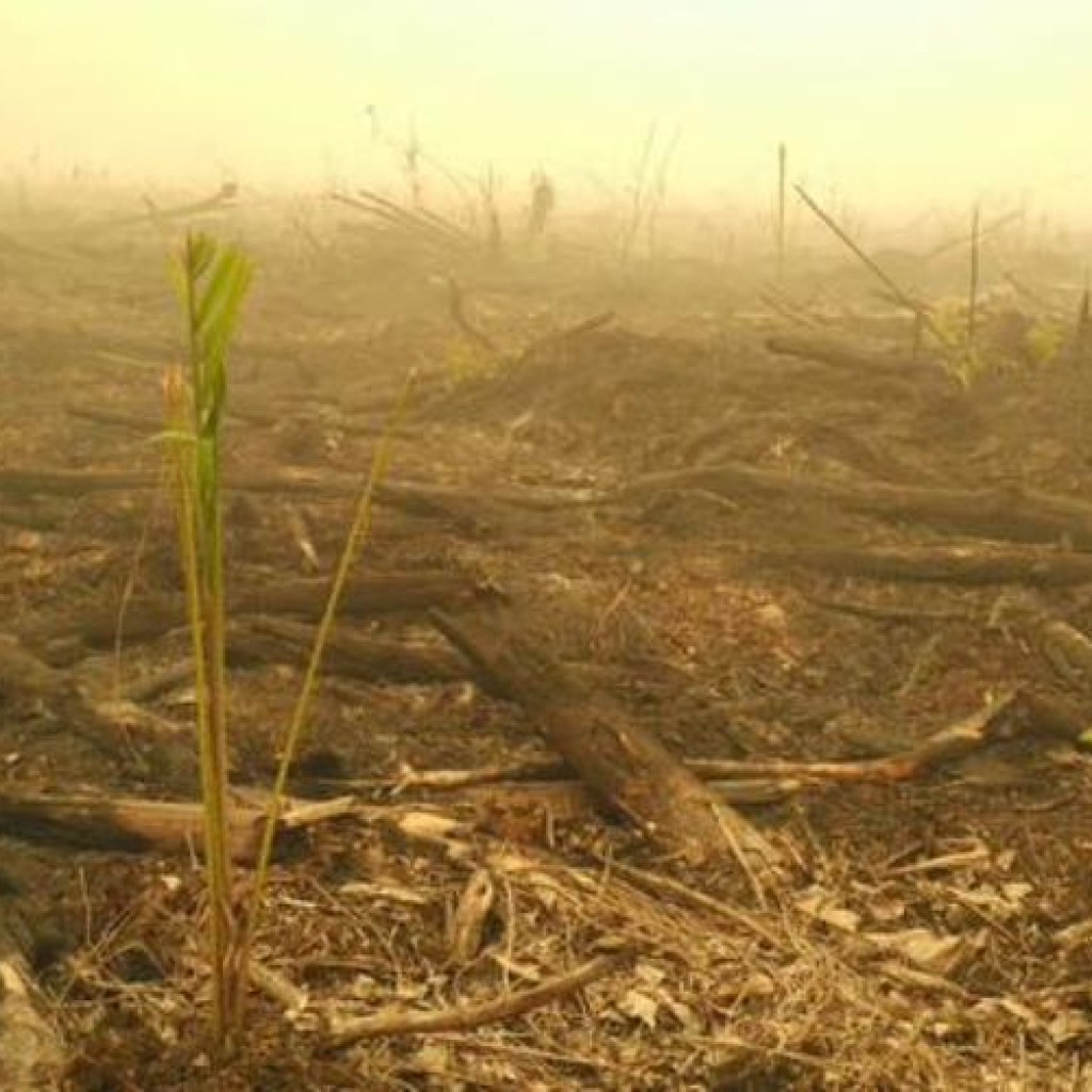 Benih pohon kelapa sawit di hutan Palangkaraya yang sudah terbakar