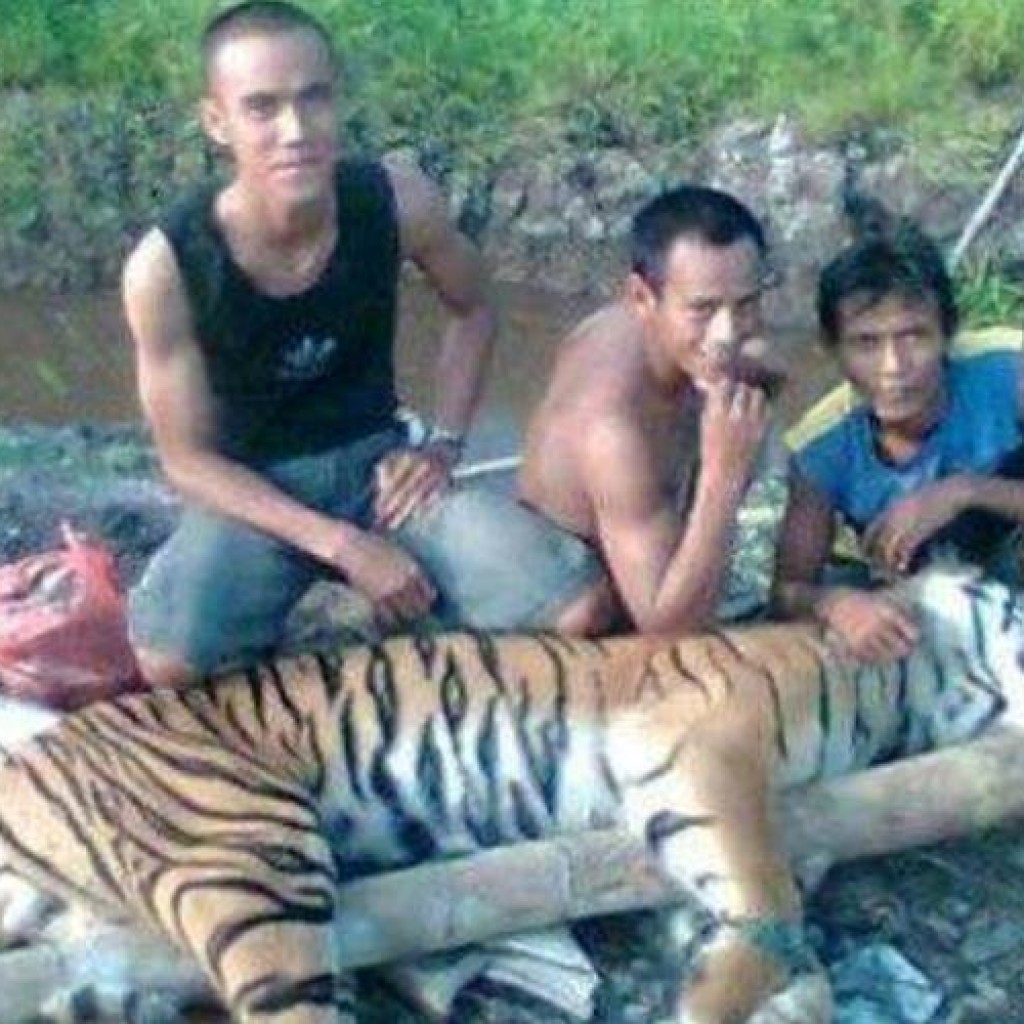 Harimau Sumatera mati ditangkap pemburu