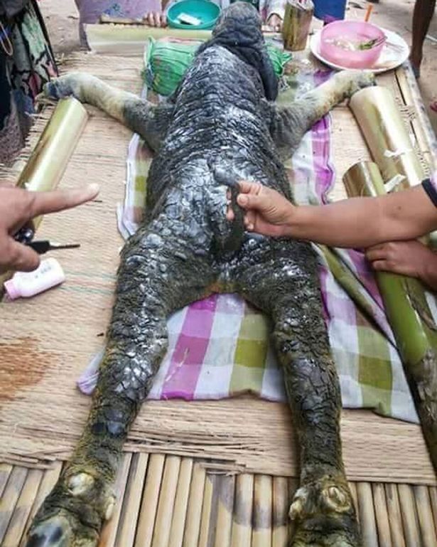 Video Kerbau Berkepala Buaya Bikin Heboh Warga Dunia Maya