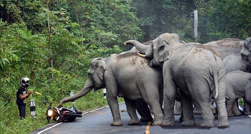 Terganggu Akibat Knalpot Motor Berisik, Kawanan Gajah Serang Biker