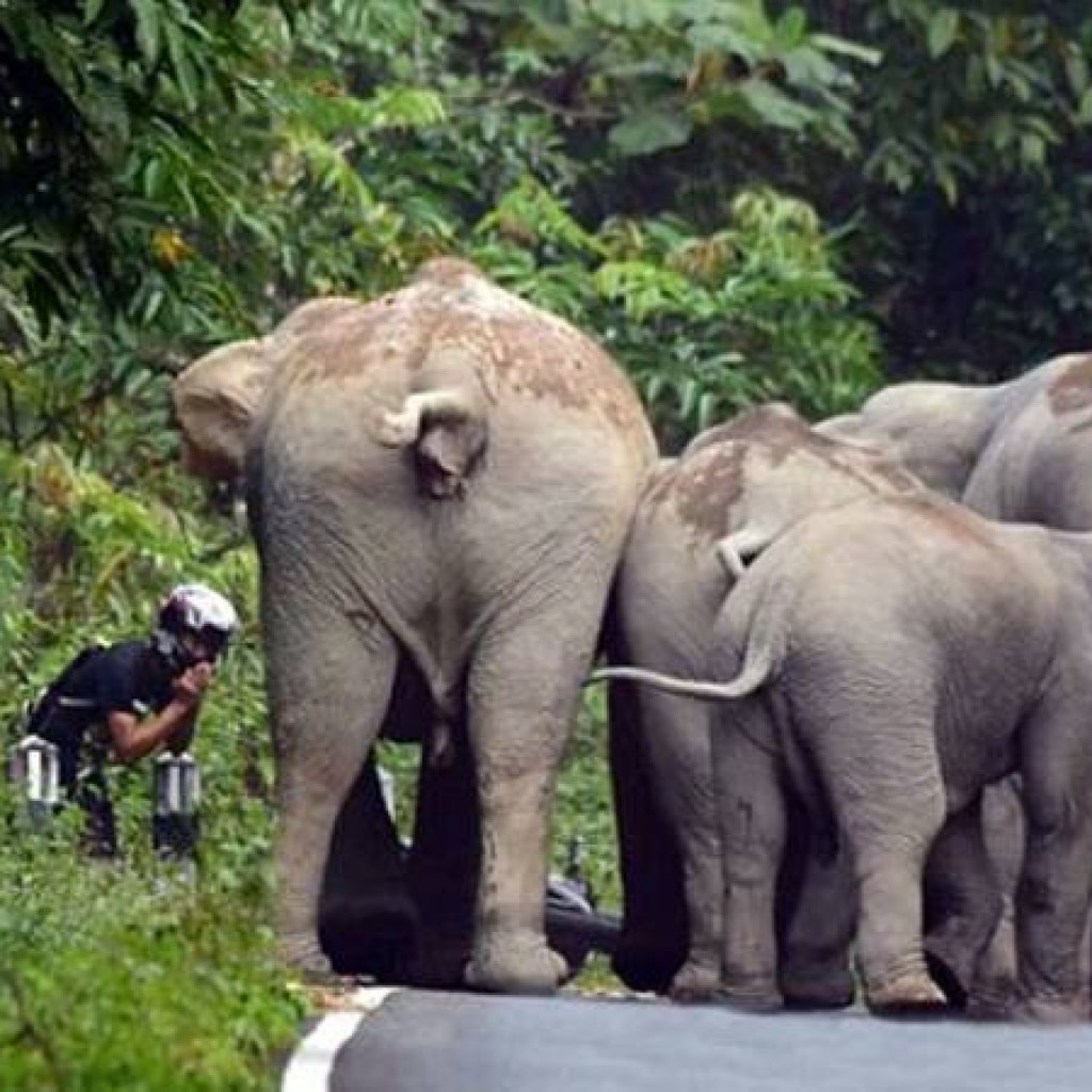 Terganggu Suara Motor Kawanan Gajah Serang Biker