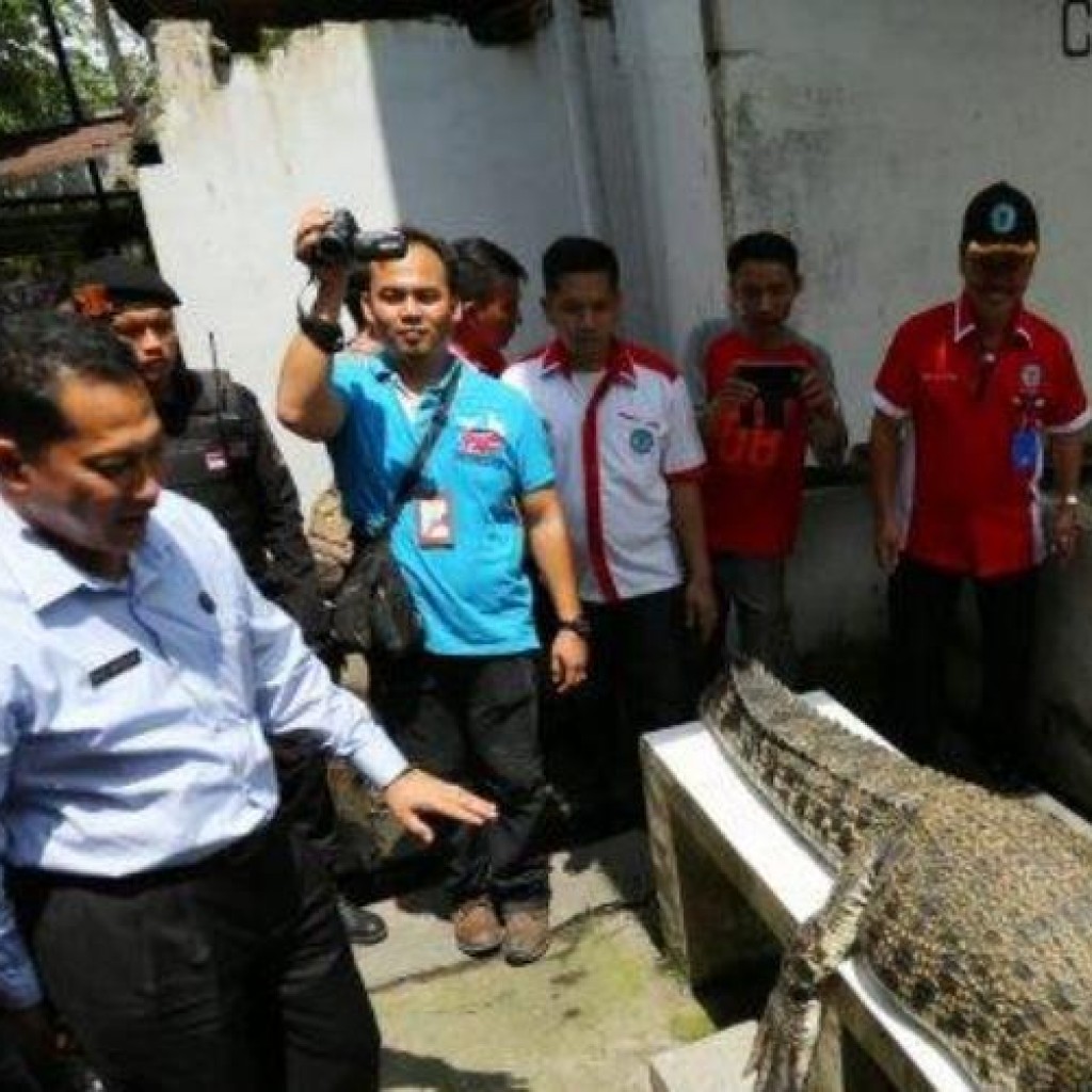 Budi Waseso di penangkaran buaya Medan