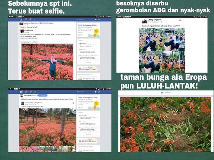 Diserbu Penggila Selfie Taman Bunga Amaryllis Seperti Habis Kena Badai