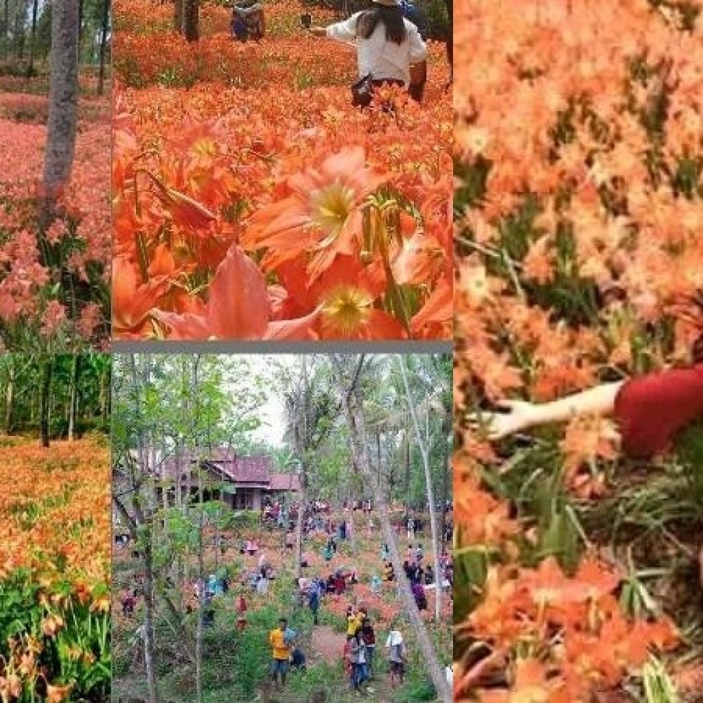 Taman Bunga Amaryllis Yogyakarta