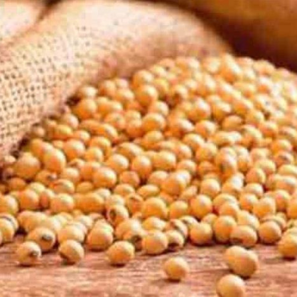 soybean