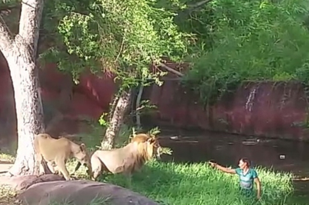 VIDEO Pria Mabuk Nekat Masuk ke Kandang Singa Karena Ingin Salaman