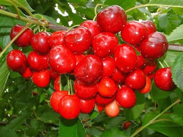 manfaat buah ceri untuk kesehatan