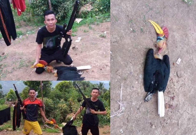 Burung Enggang Hasil Buruan