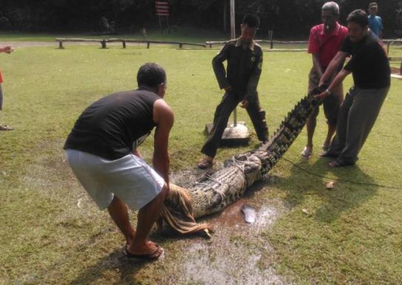 Buaya Ditangkap di Madasari Pangandaran