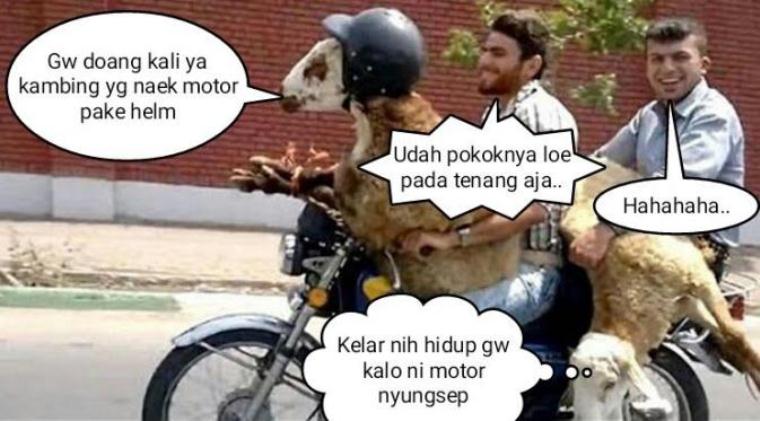 MEME Idul Adha 2016 Lucu