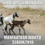 Meme Idul Adha 2016 Domba Kawin