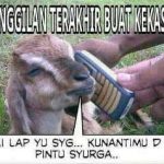 Meme Idul Adha 2016 Domba Lucu