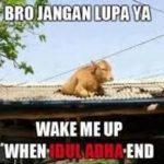 Meme Idul Adha 2016 Kurban Sapi