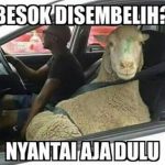 Meme Idul Adha Domba Jalan