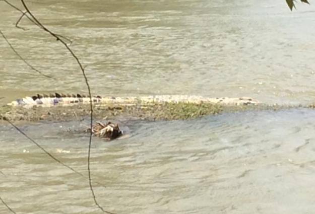 Penampakan Buaya Putih di Sungai Jembatan 2 Palu