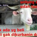 meme kambing idul adha