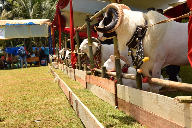 Festival Ternak Kabupaten Ciamis 2016 1