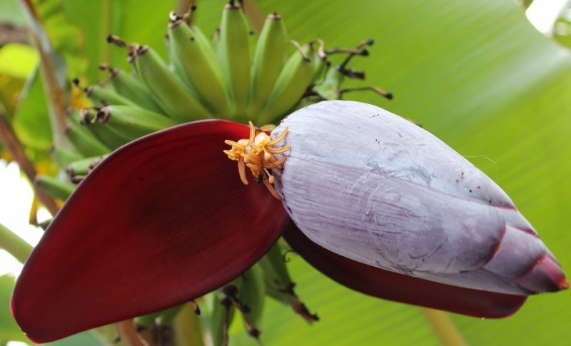 Manfaat jantung pisang untuk kesehatan