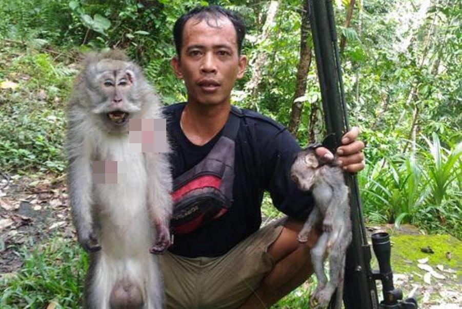 Netizen Buru Monyet di Hari Galungan
