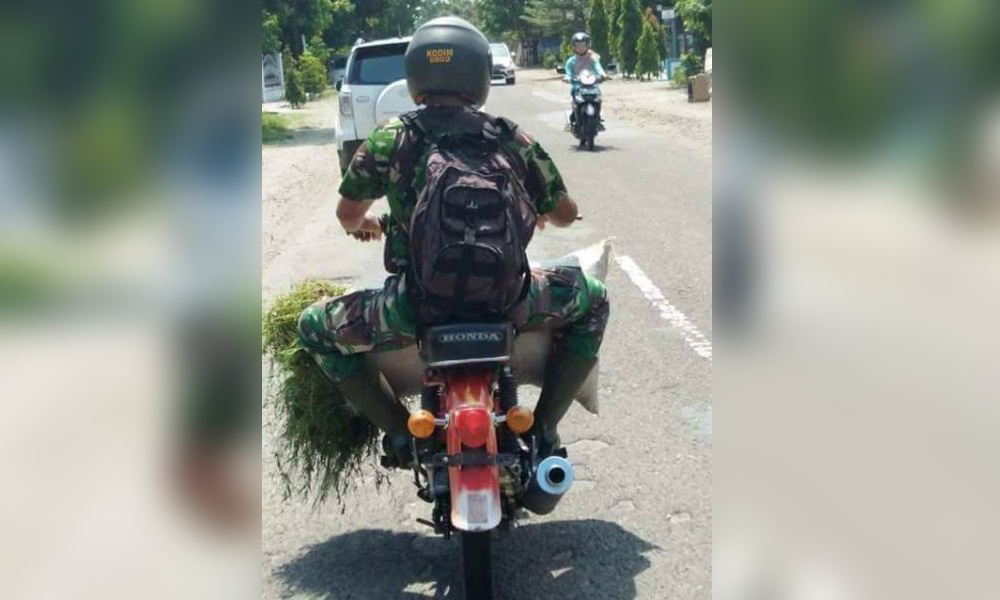 Anggota TNI Bawa Rumput Pakan Ternak