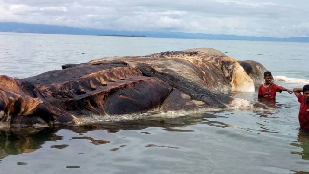 Hewan Raksasa Mati di Laut Maluku
