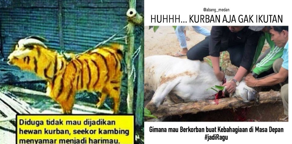 Kumpulan Meme Kurban Lucu Bin Gokil Awas Efeknya Bikin Mati Lemes Ketawa