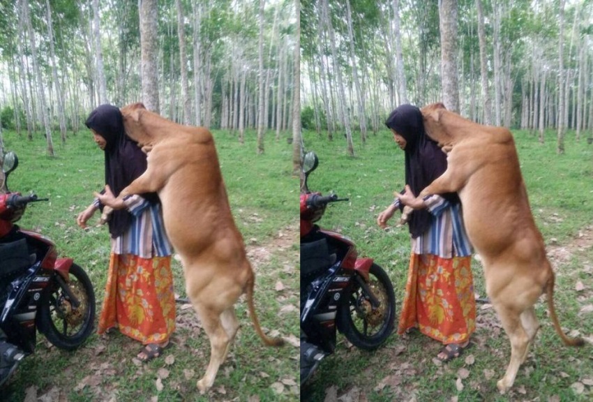 Potret Kasih Sayang Sapi Peliharaan dan Majikannya Ini Viral Sayang Sekali Tahun Ini Akan Dikurbankan 1