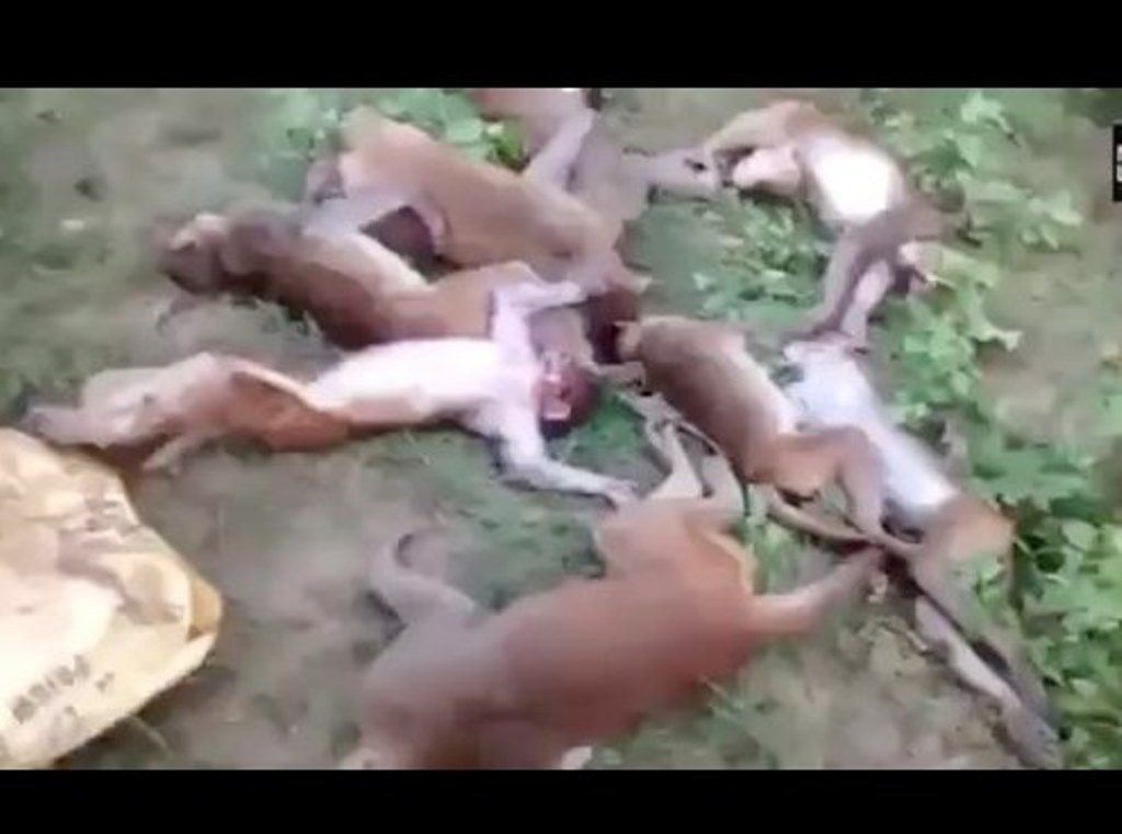 12 Ekor Monyet ini Mati Massal Diduga Kena Serangan Jantung Akibat Takut Lihat Harimau