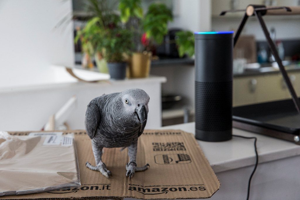 Burung Beo Belanja di Amazon