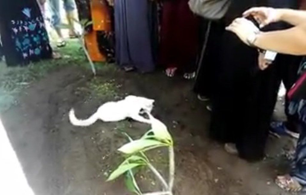 Mengharukan Diusir Berkali Kali Kucing Ini Tidak Mau Pergi dari Kuburan Majikannya