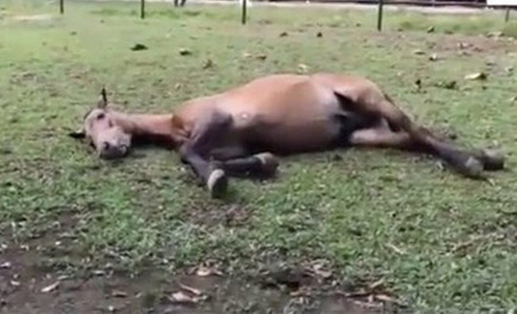 Mengharukan Momen Chester Kuda yang Dicambuk Pemiliknya Gembira Lihat Hamparan Rumput Bikin Netizen Baper