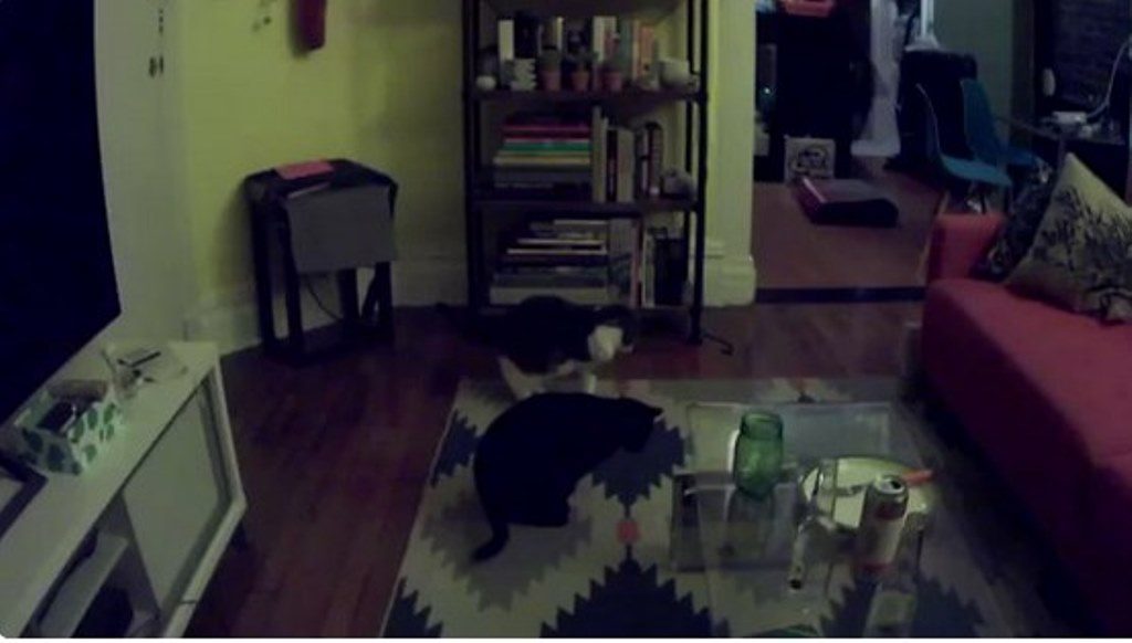 Pasang Kamera di Apartemennya Pria Ini Kaget Liat Kucingnya Main dengan Sesuatu yang Tak Terlihat Gelas Pun Gerak Sendiri