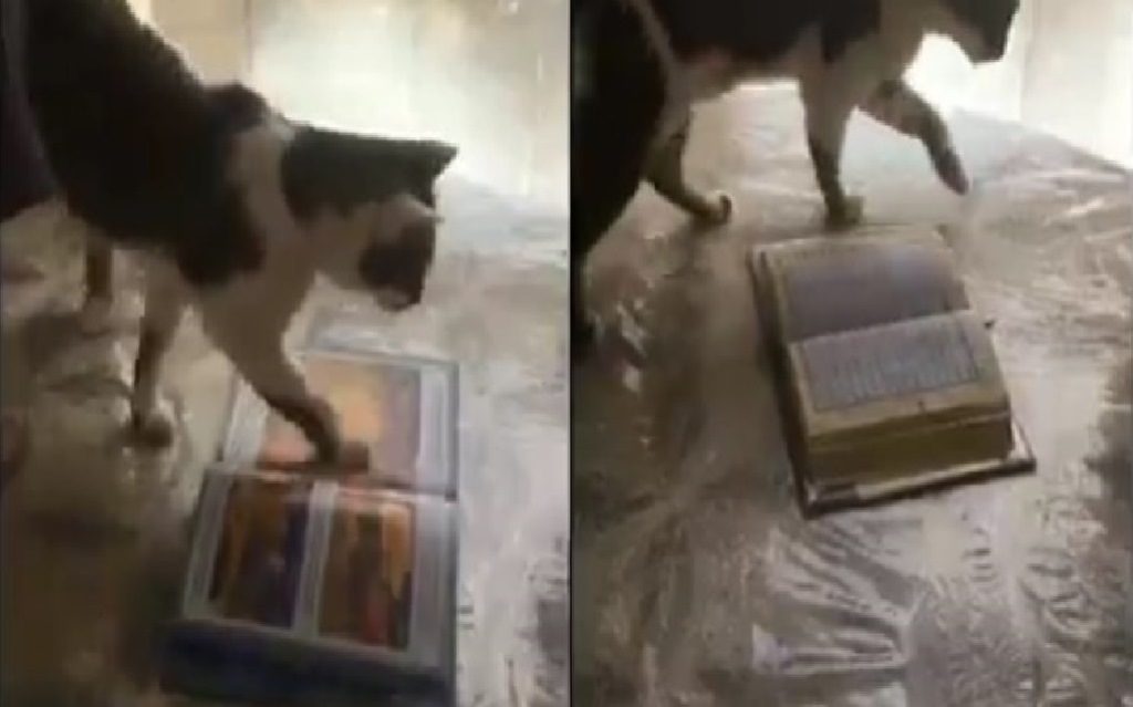Kucing Ini Injak Buku Saat Dipancing Makanan Oleh Pemiliknya Saat Buku Diganti Al Quran Reaksi Kucing ini Sungguh Menakjubkan